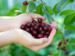 Fresh ripe cherries in woman palms against nature background
