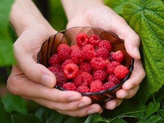 Person hands holding bowl with ripe raspberries in nature