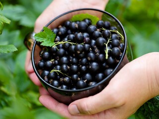 Woman hands holding bowl full of ripe black currants in nature