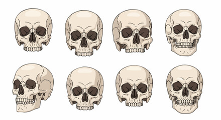 Anatomically Correct Human Skulls – Hand-Drawn Line Art Vector Illustration Set Isolated on White