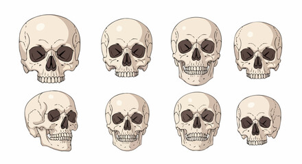 Anatomically Correct Human Skulls &ndash; Hand-Drawn Line Art Vector Illustration Set Isolated on White