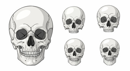 Anatomically Correct Human Skulls – Hand-Drawn Line Art Vector Illustration Set Isolated on White