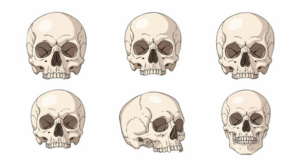 Anatomically Correct Human Skulls – Hand-Drawn Line Art Vector Illustration Set Isolated on White