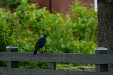 Blackbird on a wooden fence in a garden.