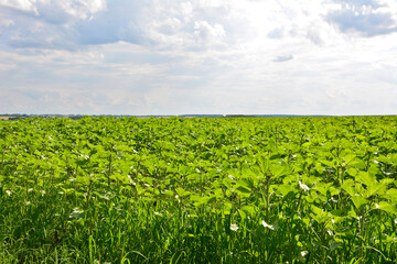 Vast field of young sunflowers under a cloudy sky industry © Irina