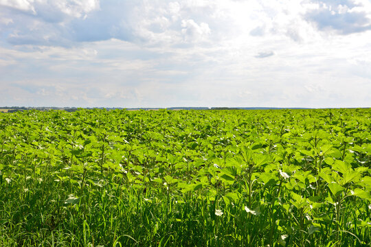 Vast field of young sunflowers under a cloudy sky industry