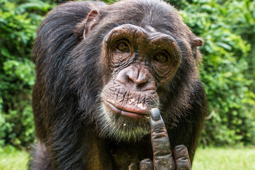 Schimpanse Affe zeigt den Stinkefinger / ausgestreckter Mittelfinger im Urwald in Afrika / Nigeria