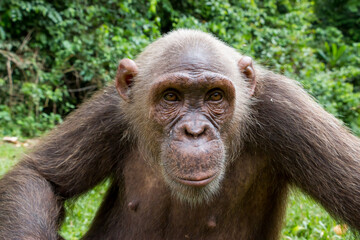 Schimpanse Affe fixiert sein Gegenüber im Urwald in Afrika / Nigeria