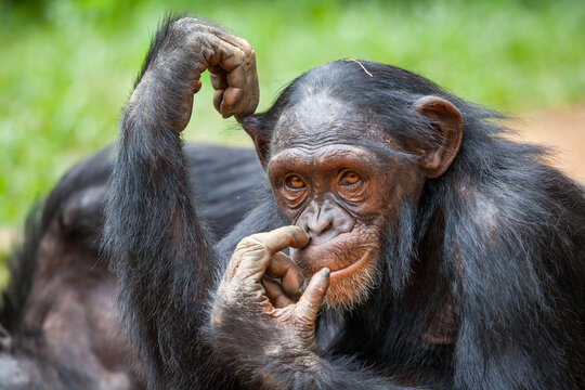 Junger verspielter Schimpanse Affe im Urwald in Afrika / Nigeria 