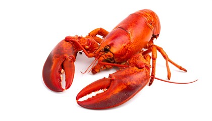 Fresh lobster on white background