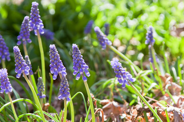 春の花-オオルリムスカリ