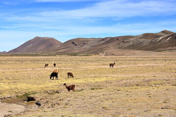 lamas llamas beside the highway between Potosi and Uyuni, Bolivia