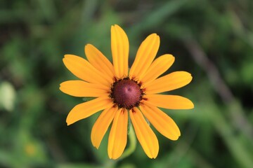 Vibrant Yellow Flower Close-Up