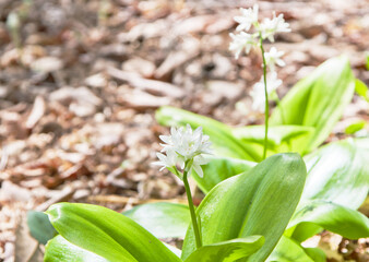 春の山野草-燕万年青（ツバメオモト）