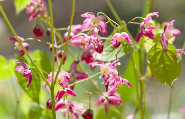 春の山野草-錨草（イカリソウ）