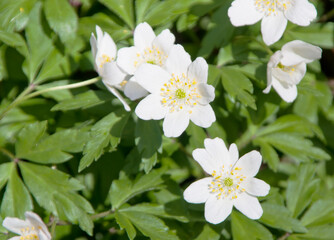 Fototapeta premium 春の山野草-藪一華（ヤブイチゲ）