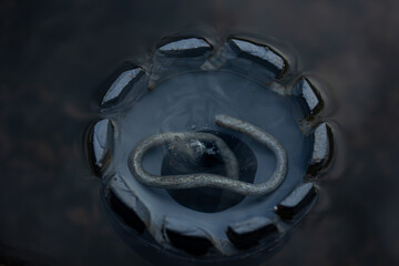 Close-up of a mysterious mechanical object submerged in dark water, resembling an alien artifact. An abstract background for science fiction, industrial, and horror themes