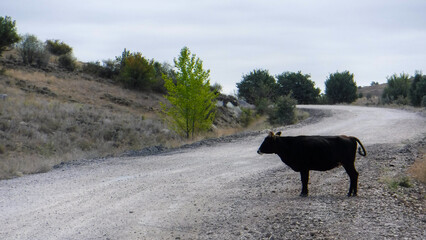 moo