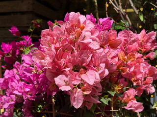 Beautiful bougainvillea pink red flowering plant.