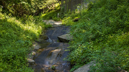 Obraz premium stream in the forest