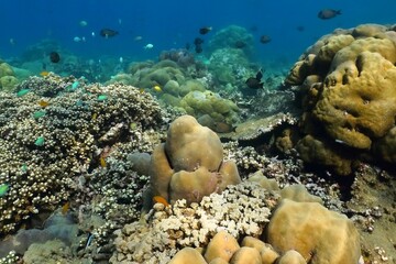 Colorful underwater tropical coral reef with swimming fish, blue ocean. Scuba diving on the reef in...