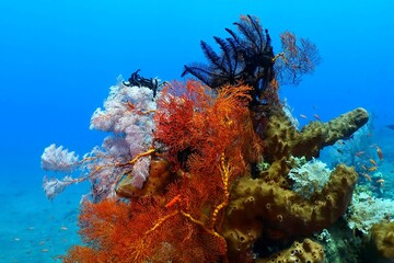 Colorful coral reef with the sea lily, tropical ocean. Underwater photography on the coral reef. ...