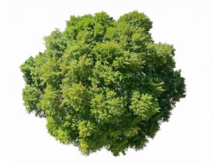 Fototapeta premium top view of tree isolated