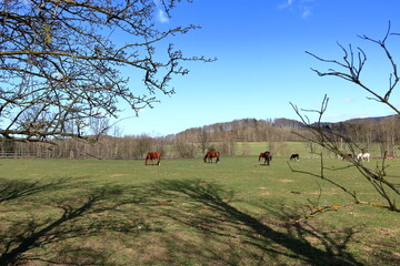 Fototapeta premium several horses grazing on a sunny meadow