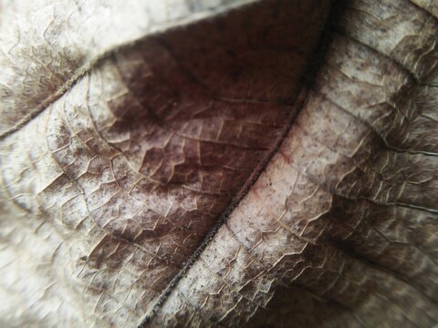 dry leaf texture background