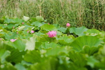 緑に囲まれた蓮池と咲く蓮の花（不忍池）