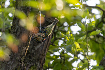 blue tit on a tree