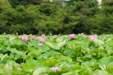 蓮の花が咲く池と背景の木々（不忍池）