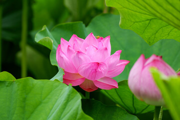 葉に囲まれて咲く蓮の花（不忍池）
