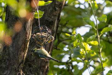 bird on a branch