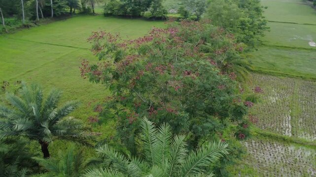 Radha Krishna Temple Tree Circle Aerial View &ndash; Spiritual Nature in India