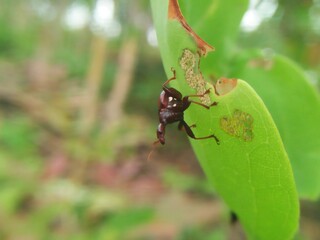 a small beetle, ready to jump from the leaves