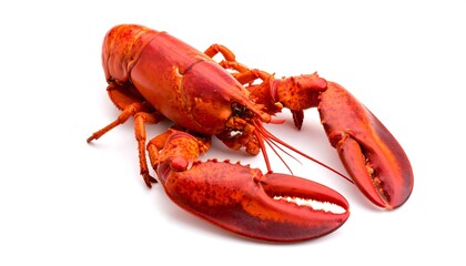 Lobster on white background (1)