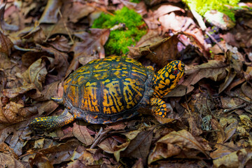 Common name Eastern Box Turtle, Common Box Turtle or American Box Turtle (Terrapene carolina), is native to the Eastern United States.