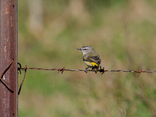 Yellow-rumped Thornbill (Acanthiza chrysorrhoa) perched on a rusty barbed wire fence