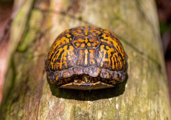Common name Eastern Box Turtle, Common Box Turtle or American Box Turtle (Terrapene carolina), is native to the Eastern United States.