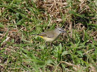 Yellow-rumped Thornbill (Acanthiza chrysorrhoa) on green grass foraging for food
