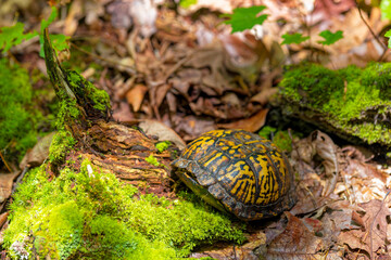 Common name Eastern Box Turtle, Common Box Turtle or American Box Turtle (Terrapene carolina), is native to the Eastern United States.