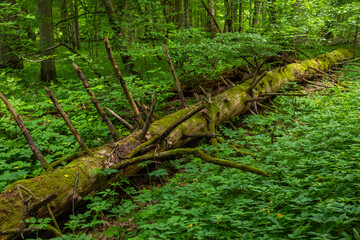 Fallen mossy tree trunk in Bialowieza Forest in Poland.
