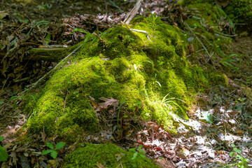 Stones in the forest covered with moss