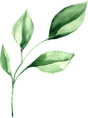Watercolor Green Leaves Isolated Element. Botanical Leaf Greenery for Wedding Invitation, Save the Date, Thank You, or Spring Greeting Card