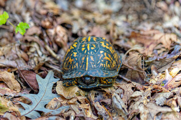Common name Eastern Box Turtle, Common Box Turtle or American Box Turtle (Terrapene carolina), is native to the Eastern United States.