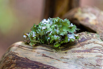 The wrinkle lichen (Tuckermannopsis orbata) in forest in North Carolina. The lichen. Tuckermannopsis is a genus of foliose lichens in the family Parmeliaceae