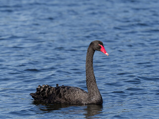 Australia Black Swan (Cygnus atratus) swimming on a lake.