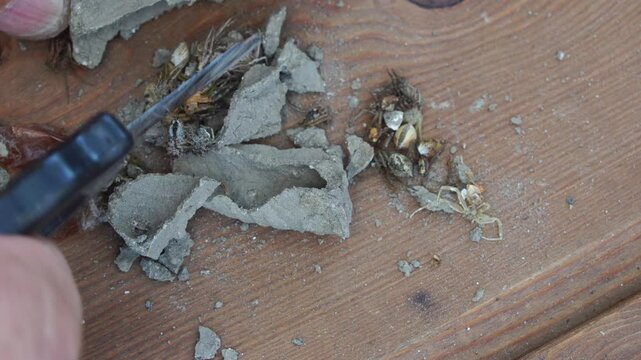Features of the internal structure. Sceliphron curvatum.
Clay nest. The larva eats spiders. nest on a house outside.   
