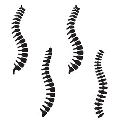 set vector various Spinal cord silhouettes , Spine Illustrations Showing Different Curvatures. Collection of Spinal Column Illustrations Anatomy Vertebrae